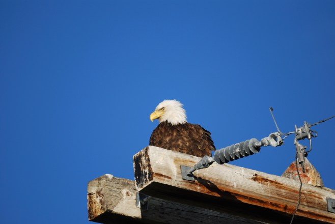 Erstes Foto - Weißkopfseadler (engl. Bald Eagle)