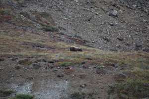 "mein" Bär aus halbwegs sicherer Entfernung